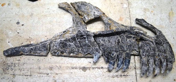 Al-X maxilla premax skull